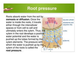 Root pressure
Roots absorb water from the soil by
osmosis or diffusion. Once the
water is inside the roots, it travels
either through the intercellular
spaces or from cell to cell and
ultimately enters the xylem. Thus, theultimately enters the xylem. Thus, the
xylem in the root develops a positive
water potential and the water is
pushed up the tubes formed by the
xylem elements. The pressure with
which the water is pushed up by the
xylem of the roots is called the
root pressure.
 