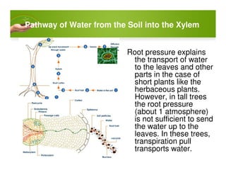 Pathway of Water from the Soil into the Xylem
Root pressure explains
the transport of water
to the leaves and other
parts in the case of
short plants like the
herbaceous plants.herbaceous plants.
However, in tall trees
the root pressure
(about 1 atmosphere)
is not sufficient to send
the water up to the
leaves. In these trees,
transpiration pull
transports water.
 