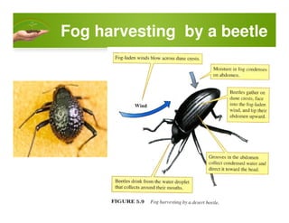 Fog harvesting by a beetle
 