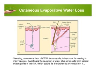 Cutaneous Evaporative Water Loss
Sweating, an extreme form of CEWL in mammals, is important for cooling in
many species. Sweating is the secretion of water plus some salts from special
sweat glands in the skin, which occurs as a response to an increase in T b.
 