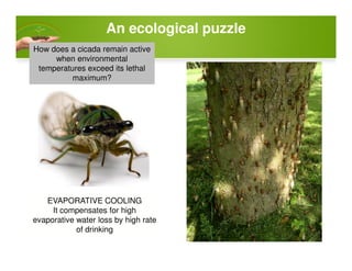 An ecological puzzle
How does a cicada remain active
when environmental
temperatures exceed its lethal
maximum?
EVAPORATIVE COOLING
It compensates for high
evaporative water loss by high rate
of drinking
 