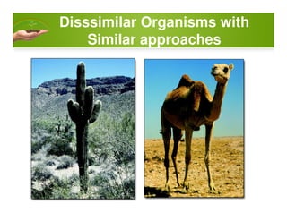 Disssimilar Organisms with
Similar approaches
 