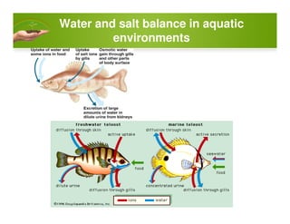 Water and salt balance in aquatic
environments
 