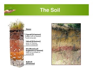 The Soil
 