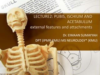 LECTURE2: PUBIS, ISCHIUM AND
ACETABULUM
external features and attachments
Dr. EIMAAN SUMAYYAH
DPT (IPMR-KMU) MS NEUROLOGY* (KMU)
 