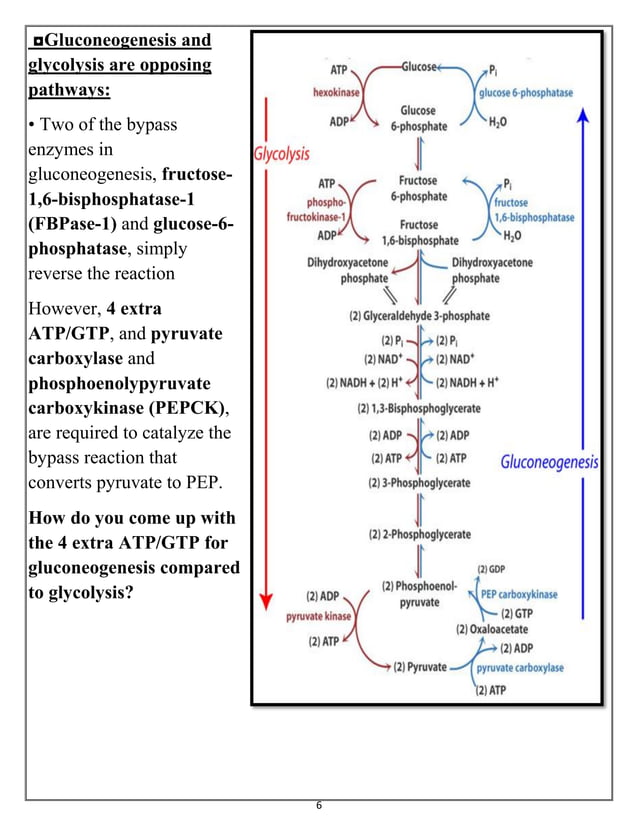 Glycolysis and Gluconeogenesis and PFK2/FBPase2 enzyme and Pentose