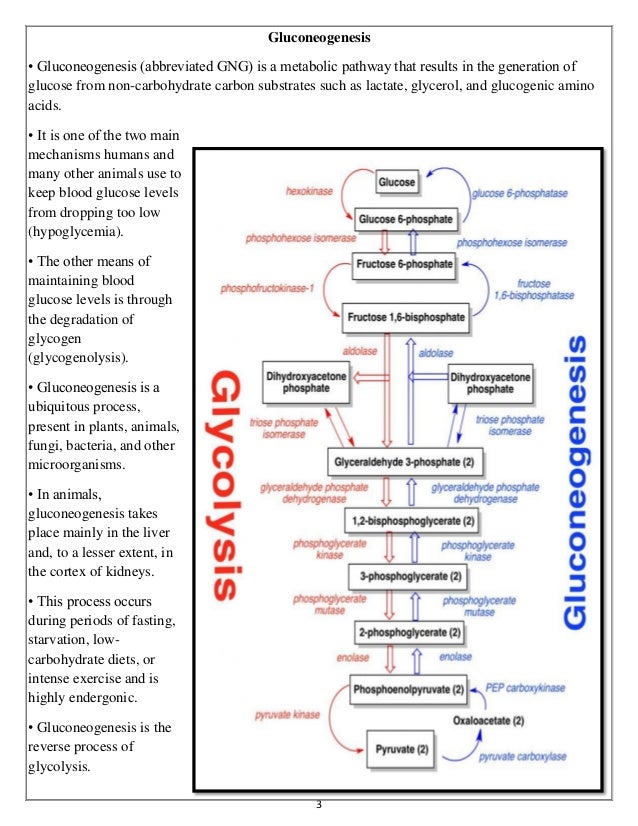 Glycolysis and Gluconeogenesis and PFK2/FBPase2 enzyme and Pentose