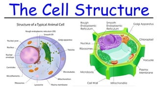 Lec 2 (Cell Structure and Function).pptx