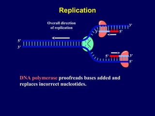 Incorrect Dna Replication Molecular Biology Old and New Techniques | PPT