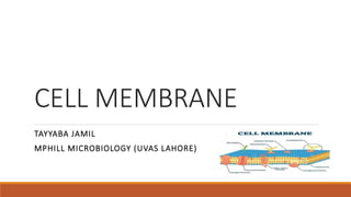 CELL MEMBRANE
TAYYABA JAMIL
MPHILL MICROBIOLOGY (UVAS LAHORE)
 
