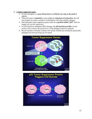 42
2) A tumor suppressor gene,
 Or anti-oncogene, is a gene that protects a cell from one step on the path to
cancer.
 When this gene is mutated to cause a loss or reduction in its function, the cell
can progress to cancer, usually in combination with other genetic changes.
 One particular tumor suppressor gene codes for a protein called "p53" that can
trigger cell suicide (apoptosis).
 In cells that have undergone DNA damage, the p53 protein acts like a brake
pedal to halt cell growth and division. If the damage cannot be repaired,
 the p53 protein eventually initiates cell suicide, thereby preventing the genetically
damaged cell from growing out of control.
 