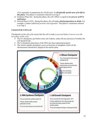32
of its organelles in preparation for cell division. A cell typically spends most of its life in
this phase. This phase is sometimes referred to as Gap 1.
2) Synthesis Phase (S): during this phase, the cell’s DNA is copied in the process of DNA
replication.
3) Growth Phase 2 (G2): during this phase, the cell makes final preparations to divide. For
example, it makes additional proteins and organelles. This phase is sometimes referred
to as Gap 2.
Control of the Cell Cycle
Checkpoints in the cell cycle ensure that the cell is ready to proceed before it moves on to the
next phase of the cycle.
 The G1 checkpoint, just before entry into S phase, makes the key decision of whether the
cell should divide.
 The S checkpoint determines if the DNA has been replicated properly.
 The mitotic spindle checkpoint occurs at the point in metaphase where all the
chromosomes should have aligned at the mitotic plate.
 