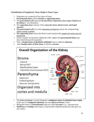 38
Classification of Neoplasia by Tissue Origin to Tissue Types
• Neoplasms are composed of two types of tissue:
• Parenchymal tissue and the Stroma or supporting tissue.
 The parenchymal cells represent the functional components of an organ (Nephron in
the Kidney ) –see illustration-
 The supporting tissue consists of the connective tissue, blood vessels, and lymph
structure.
 The parenchymal cells of a tumor determine its behavior and are the component for
which a tumor is named.
 The supporting tissue carries the blood vessels and provides support for tumor survival
and growth.
• Tumors usually are named by adding the suffix -oma to the parenchymal tissue type
from which the growth originated.
• Thus, a benign tumor of glandular epithelial tissue is called an adenoma,
• and a benign tumor of bone tissue is called an osteoma
• The term carcinoma is used to designate a malignant tumor of epithelial tissue origin.
In the case of a malignant adenoma, the term adenocarcinoma is used.
• Malignant tumors of mesenchymal origin are called sarcomas (e.g., osteosarcoma).
• Papillomas are benign microscopic or macroscopic fingerlike projections that grow on
any surface.
 