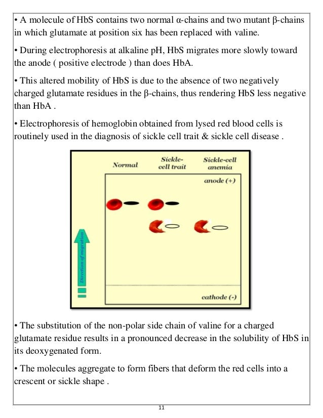 Macromolecules of life (Nucleic acids & Proteins)