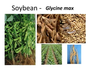 Soybean - Glycine max
 