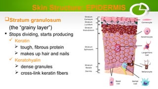 Skin Structure: EPIDERMIS
Stratum granulosum
(the “grainy layer”)
 Stops dividing, starts producing
 Keratin
 tough, fibrous protein
 makes up hair and nails
 Keratohyalin
 dense granules
 cross-link keratin fibers
 