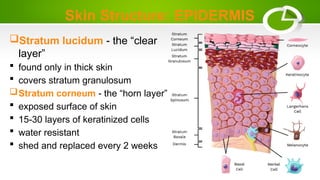 Skin Structure: EPIDERMIS
Stratum lucidum - the “clear
layer”
 found only in thick skin
 covers stratum granulosum
Stratum corneum - the “horn layer”
 exposed surface of skin
 15-30 layers of keratinized cells
 water resistant
 shed and replaced every 2 weeks
 