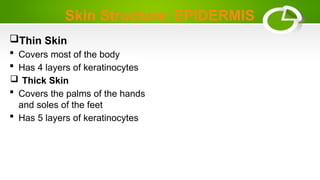 Skin Structure: EPIDERMIS
Thin Skin
 Covers most of the body
 Has 4 layers of keratinocytes
 Thick Skin
 Covers the palms of the hands
and soles of the feet
 Has 5 layers of keratinocytes
 