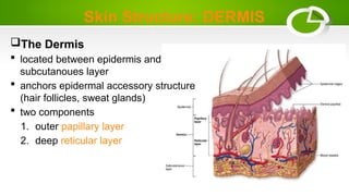 Skin Structure: DERMIS
The Dermis
 located between epidermis and
subcutanoues layer
 anchors epidermal accessory structure
(hair follicles, sweat glands)
 two components
1. outer papillary layer
2. deep reticular layer
 