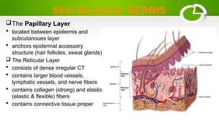Skin Structure: DERMIS
The Papillary Layer
 located between epidermis and
subcutanoues layer
 anchors epidermal accessory
structure (hair follicles, sweat glands)
 The Reticular Layer
 consists of dense irregular CT
 contains larger blood vessels,
lymphatic vessels, and nerve fibers
 contains collagen (strong) and elastic
(elastic & flexible) fibers
 contains connective tissue proper
 