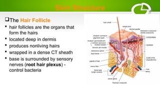 Skin Structure
The Hair Follicle
 hair follicles are the organs that
form the hairs
 located deep in dermis
 produces nonliving hairs
 wrapped in a dense CT sheath
 base is surrounded by sensory
nerves (root hair plexus) -
control bacteria
 