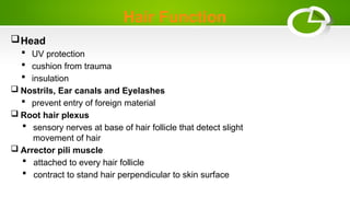 Hair Function
Head
 UV protection
 cushion from trauma
 insulation
 Nostrils, Ear canals and Eyelashes
 prevent entry of foreign material
 Root hair plexus
 sensory nerves at base of hair follicle that detect slight
movement of hair
 Arrector pili muscle
 attached to every hair follicle
 contract to stand hair perpendicular to skin surface
 
