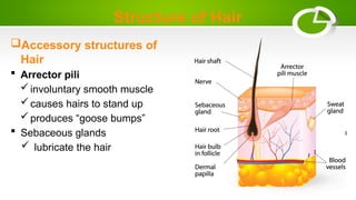 Structure of Hair
Accessory structures of
Hair
 Arrector pili
involuntary smooth muscle
causes hairs to stand up
produces “goose bumps”
 Sebaceous glands
 lubricate the hair
 