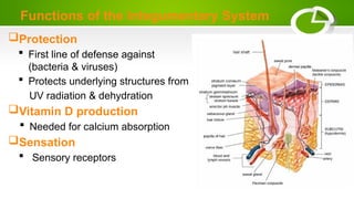 Functions of the Integumentary System
Protection
 First line of defense against
(bacteria & viruses)
 Protects underlying structures from
UV radiation & dehydration
Vitamin D production
 Needed for calcium absorption
Sensation
 Sensory receptors
 
