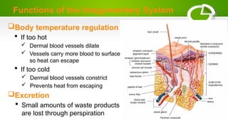 Body temperature regulation
 If too hot
 Dermal blood vessels dilate
 Vessels carry more blood to surface
so heat can escape
 If too cold
 Dermal blood vessels constrict
 Prevents heat from escaping
Excretion
 Small amounts of waste products
are lost through perspiration
Functions of the Integumentary System
 