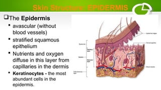 Skin Structure: EPIDERMIS
The Epidermis
 avascular (without
blood vessels)
 stratified squamous
epithelium
 Nutrients and oxygen
diffuse in this layer from
capillaries in the dermis
 Keratinocytes - the most
abundant cells in the
epidermis.
 