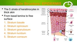Skin Structure: EPIDERMIS
 The 5 strata of keratinocytes in
thick skin
 From basal lamina to free
surface
1. Stratum basale
2. Stratum spinosum
3. Stratum granulosum
4. Stratum lucidum
5. Stratum corneum
 