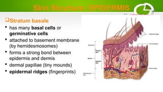 Skin Structure: EPIDERMIS
Stratum basale
 has many basal cells or
germinative cells
 attached to basement membrane
(by hemidesmosomes)
 forms a strong bond between
epidermis and dermis
 dermal papillae (tiny mounds)
 epidermal ridges (fingerprints)
 