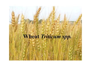 Wheat Triticum spp.
 