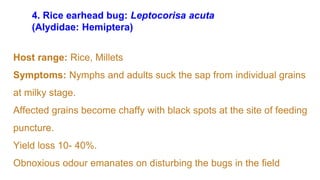 Lec 3. Pests of Rice.pptx
