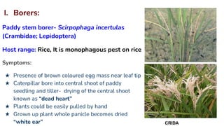 Pest In Rice Lec 3. Pests of Rice.pptx