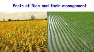 Pests of Rice and their management
 