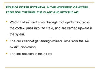 ROLE OF WATER POTENTIAL IN THE MOVEMENT OF WATER
FROM SOIL THROUGH THE PLANT AND INTO THE AIR
 Water and mineral enter through root epidermis, cross
the cortex, pass into the stele, and are carried upward in
the xylem.
 The cells cannot get enough mineral ions from the soil
by diffusion alone.
 The soil solution is too dilute.
 
