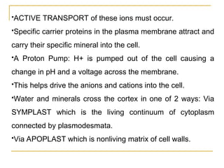 ACTIVE TRANSPORT of these ions must occur.
Specific carrier proteins in the plasma membrane attract and
carry their specific mineral into the cell.
A Proton Pump: H+ is pumped out of the cell causing a
change in pH and a voltage across the membrane.
This helps drive the anions and cations into the cell.
Water and minerals cross the cortex in one of 2 ways: Via
SYMPLAST which is the living continuum of cytoplasm
connected by plasmodesmata.
Via APOPLAST which is nonliving matrix of cell walls.
 