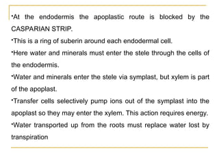 At the endodermis the apoplastic route is blocked by the
CASPARIAN STRIP.
This is a ring of suberin around each endodermal cell.
Here water and minerals must enter the stele through the cells of
the endodermis.
Water and minerals enter the stele via symplast, but xylem is part
of the apoplast.
Transfer cells selectively pump ions out of the symplast into the
apoplast so they may enter the xylem. This action requires energy.
Water transported up from the roots must replace water lost by
transpiration
 