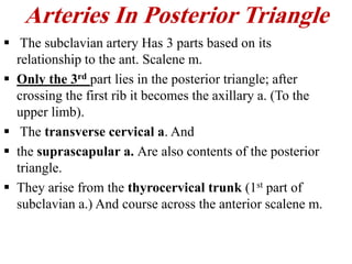 lec3.Triangles of the neck...... (1).pdf