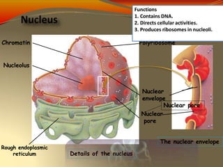 Nucleoli Rim Lec 3-Biochemical composition of cells.pptx