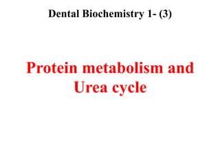 Dental Biochemistry 1- (3)




Protein metabolism and
       Urea cycle
 