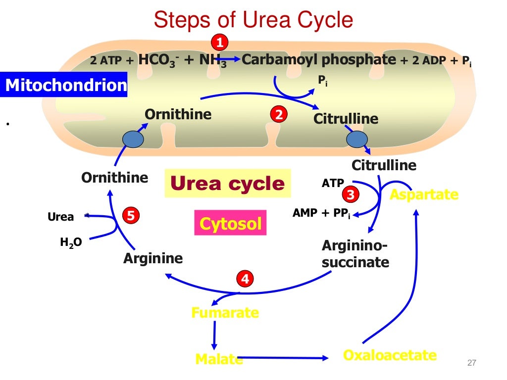 Lec 3 level 3de(protein metabolism &urea cycle)