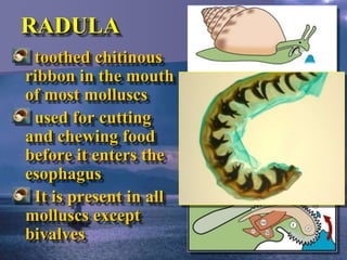invertebrates : mollusca | PPTX