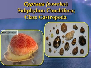 invertebrates : mollusca | PPTX
