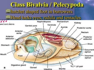 invertebrates : mollusca | PPTX