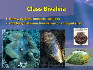 Filibranchia invertebrates : mollusca | PPTX