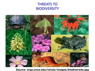 THREATS TO
BIODIVERSITY
Source: orgs.unca.edu/tulula/images/biodiversity.jpg
 