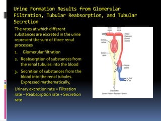 Urine Formation Results from Glomerular Filtration, Tubular Reabsorption, and Tubular Secretion The rates at which different substances are excreted in the urine represent the sum of three renal processes Glomerular filtration Reabsorption of substances from the renal tubules into the blood Secretion of substances from the blood into the renal tubules. Expressed mathematically, Urinary excretion rate = Filtration rate – Reabsorption rate + Secretion rate 