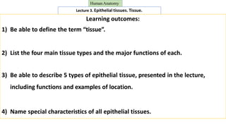 Lecture 3. Epithelial tissues. Tissue.
HumanAnatomy
Learning outcomes:
1) Be able to define the term “tissue”.
2) List the four main tissue types and the major functions of each.
3) Be able to describe 5 types of epithelial tissue, presented in the lecture,
including functions and examples of location.
4) Name special characteristics of all epithelial tissues.
 